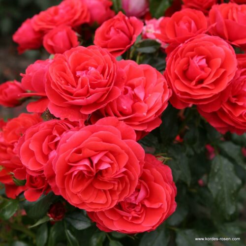 ROSA KORDES, Cherry Girl® - Obrázek 3