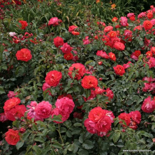 ROSA KORDES, Gebrüder Grimm® - Obrázek 3