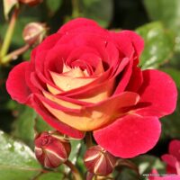 ROSA KORDES, Die Sehenswerte®