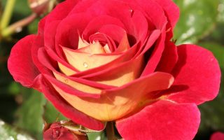 ROSA KORDES, Die Sehenswerte®