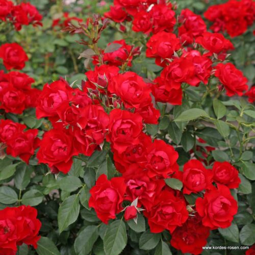 ROSA KORDES , Black Forest Rose® - Obrázek 3