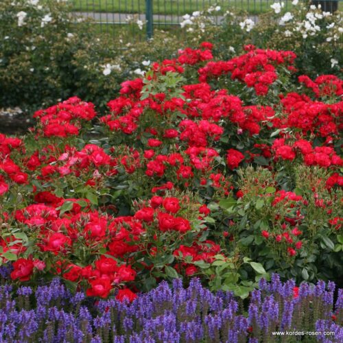 ROSA KORDES , Black Forest Rose® - Obrázek 4