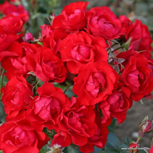 ROSA KORDES , Black Forest Rose® - Obrázek 2