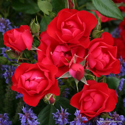 ROSA KORDES , Black Forest Rose® - Obrázek 1