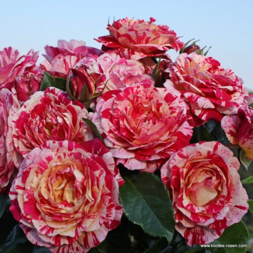 ROSA KORDES, Abracadabra® - Obrázek 4
