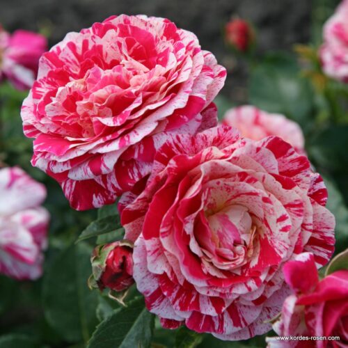 ROSA KORDES, Abracadabra® - Obrázek 2