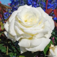 ROSA KORDES 2L Memoire–Kordes 1992, čajohybrid