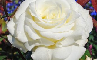 ROSA KORDES 2L Memoire–Kordes 1992, čajohybrid