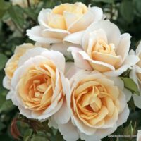 ROSA KORDES, Lions-Rose® - TERROSA® 9 litrů