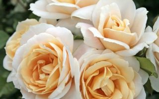 ROSA KORDES, Lions-Rose® - TERROSA® 9 litrů