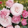 ROSA KORDES 2L Rosenfaszination– Kordes 2013, mnohokvěté - 2 L