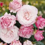 ROSA KORDES 2L Rosenfaszination– Kordes 2013, mnohokvěté