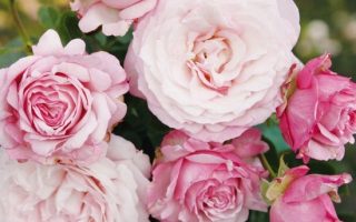 ROSA KORDES 2L Rosenfaszination– Kordes 2013, mnohokvěté