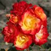 ROSA KORDES 2L Firebird – Kordes 2015–mnohokvěté - 2 L