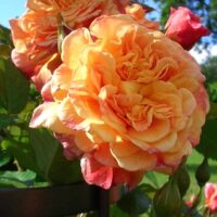 ROSA KORDES 2L Aloha – Kordes 2003, pnoucí