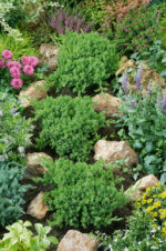 Juniperus procumbens 'Nana' - Obrázek 2