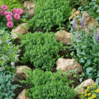 Juniperus procumbens 'Nana'