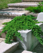 Juniperus procumbens 'Nana'