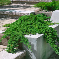 Juniperus procumbens 'Nana' - Kontejner 15 l, v. kmínku 60 cm