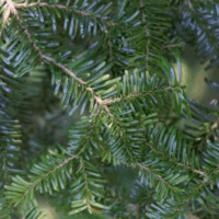 Abies amabilis 'Spreading Star'