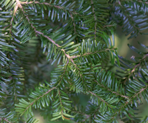 Abies amabilis 'Spreading Star'