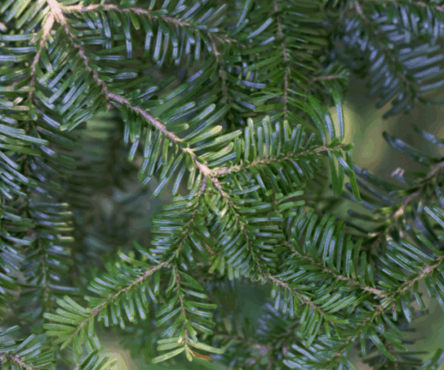 Abies amabilis 'Spreading Star' - Obrázek 1