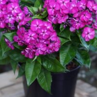 Phlox paniculata 'Adessa Compact Purple'