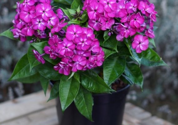 Phlox paniculata 'Adessa Compact Purple'