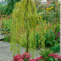 Taxodium distichum 'Cascade Falls'