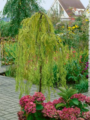 Taxodium distichum 'Cascade Falls'