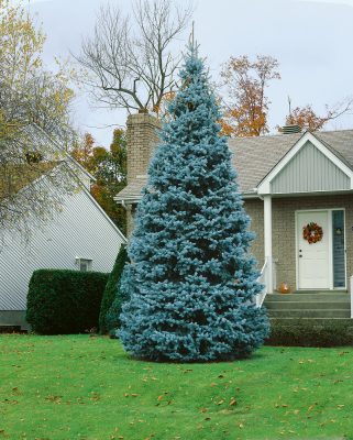 Picea pungens 'Glauca'