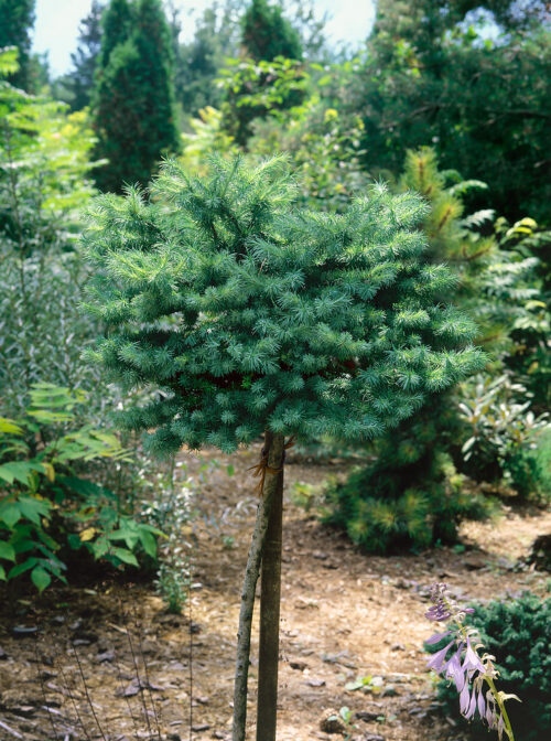 Larix kaempferi 'Blue Dwarf' - Obrázek 1