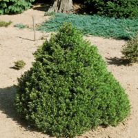 Picea abies 'Tompa'