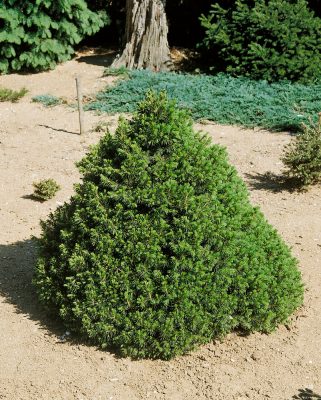 Picea abies 'Tompa'