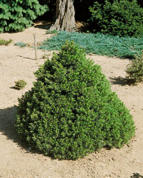 Picea abies 'Tompa' - Obrázek 1
