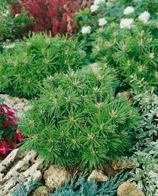 Pinus mugo 'Benjamin'