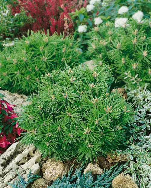 Pinus mugo 'Benjamin' - Obrázek 1