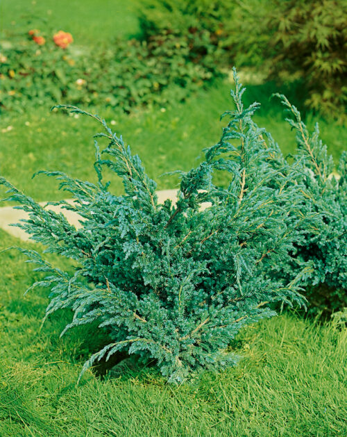 Juniperus squamata 'Meyeri' - Obrázek 1