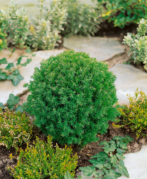 Thuja occidentalis 'Teddy' - Image 1