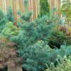 Pinus parviflora 'Tempelhof' - C180L 100-125 BONSAI