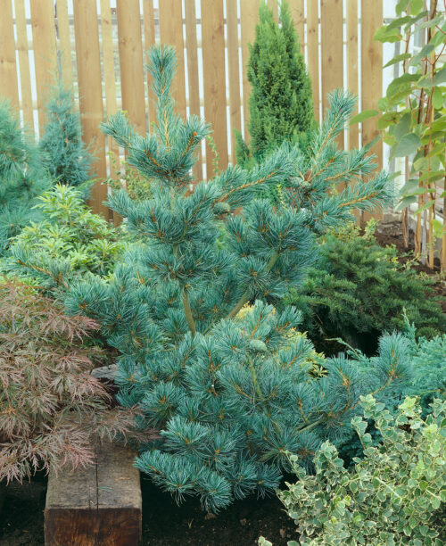 Pinus parviflora 'Tempelhof' - Obrázek 1
