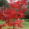 Acer palmatum 'Osakazuki' - Kontejner 15 l, v. 100-125 cm