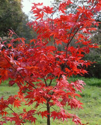 Acer palmatum 'Osakazuki'