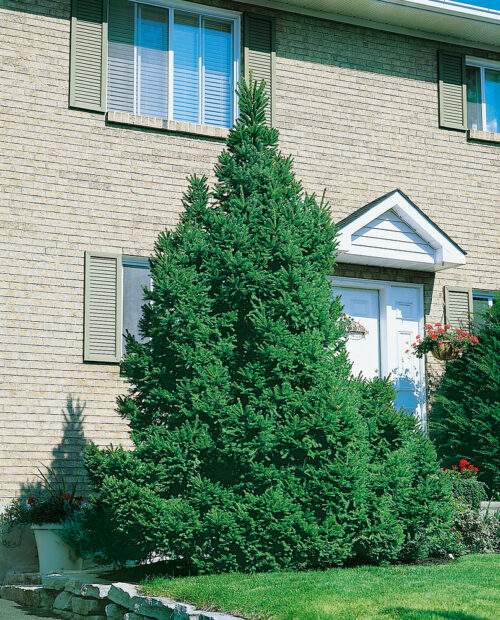 Picea abies - Obrázek 1