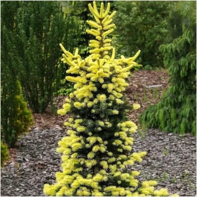 Picea pungens 'Maigold'