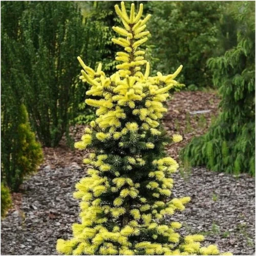 Picea pungens 'Maigold' - Obrázek 1