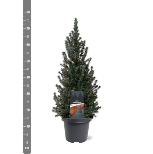Picea glauca 'Sander´s Blue' - Image 2