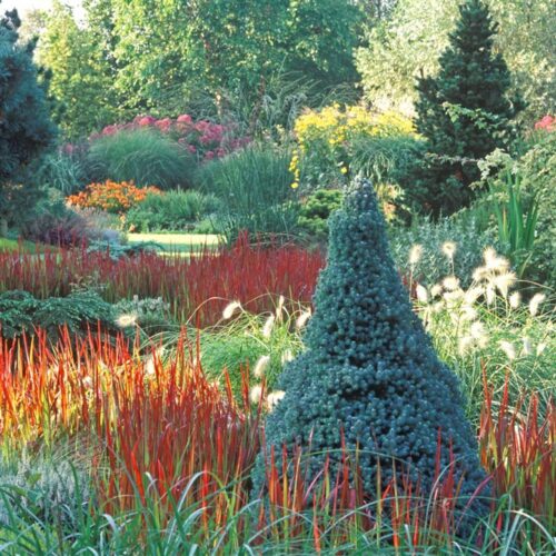Picea glauca 'Sander´s Blue' - Image 3