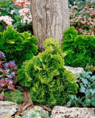 Chamaecyparis obt. 'Nana Aurea' 40KM