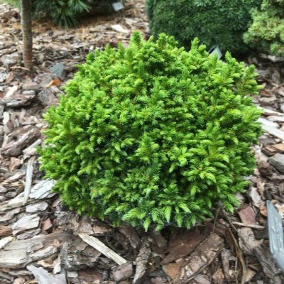 Cryptomeria jap. 'Green Pearl'